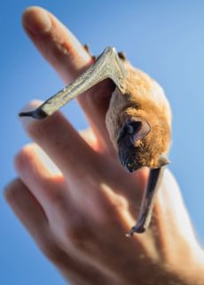 Ochránci přírody ze stanice Pavlov letos vypustili na 30 netopýrů rezavých, kteří museli zimovat ve stanici, protože přišli o původní úkryt
