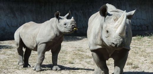 Mláďata nosorožce dvourohého černého.