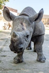Nyní zoo chová 15 nosorožců dvourohých.