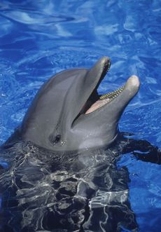 Delfíni potřebují dostávat ryby, které se u řeckého pobřeží nevyskytují.