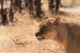 Výzkum Oxfordské univerzity sleduje úmrtnost lvů zabitých při safari v blízkosti národního parku.