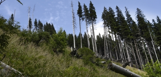 Lesy České republiky. 