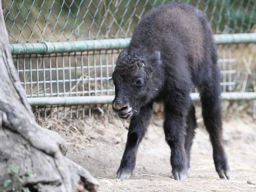 V brněnské zoo se narodili i dva jaci.