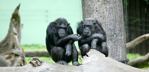 Ochránci zvířat požadovali, aby soud přiznal dvěma šimpanzům práva lidských bytostí (ilustrační foto).