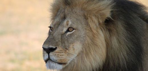 Smrt třináctiletého lva Cecila vyvolala velký mediální ohlas.
