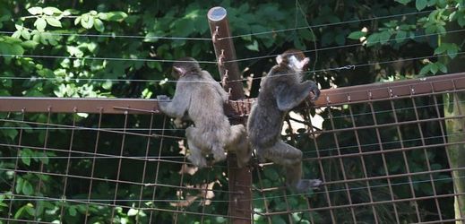 Příležitosti dostat se na svobodu využily čtyři samice makaků.