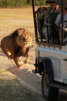 Lev Cecil běžící za autem turistů.