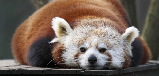 Dospělá panda červená v Zoo Liberec.