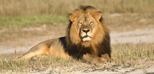 Známého lva Cecila zastřelil americký zubař.