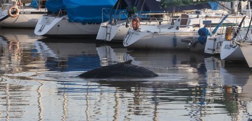 Velryba se objevila v luxusním přístavu Puerto Madero.