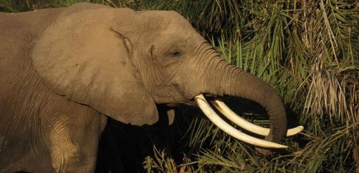 Kvůli zabavené slonovině přišlo o život 40 až 50 slonů (ilustrační foto).