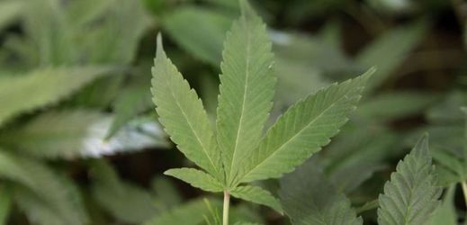 V Kentucky mají problém s širokou distribucí marihuany.