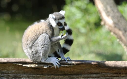 Lemuři kata žijí přirozeně na Madagaskaru a dožívají se zhruba 20 let.