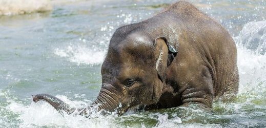 Mládě slona indického z pražské zoo se často chladí k radosti návštěvníků ve vodě.
