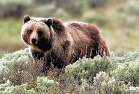 V okolí místa ataku byly umístěny pasti na medvědy. Pokud by se do některé z nich chytil útočící grizzly,  bude uspán smrtící injekcí.