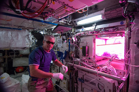 Američan Steven Swanson na palubě ISS se systémem Veggie v roce 2014.