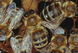 Včely napadené varroázou.