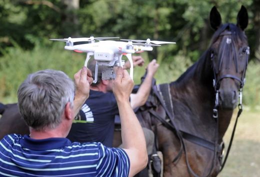 Koně si také postupně zvykají na to, že kolem nich krouží dron.
