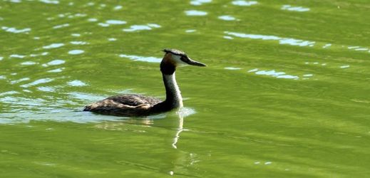 Do stojatých vod se uvolňuje jed botulotoxin, který ohrožuje vodní ptáky, kteří mohou uhynout.