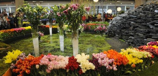 Mezinárodní květinové výstavy se zúčastní šest desítek vystavovatelů.