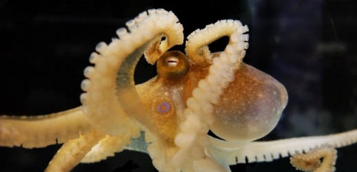Chobotnice Octopus bimaculoides.