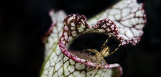 Masožravá rostlina špirlice dle francouzských botaniků pojídá asijské sršně.