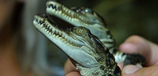 Krokodýlů siamských chová v Evropě asi 17 zahrad a zařízení, v Česku jen krokodýlí zoo v Protivíně.