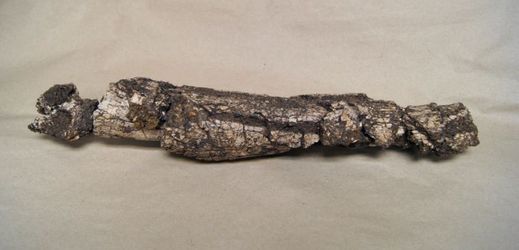 Zlomek mamutího klu, který archeologové objevili v Olomouci.