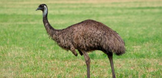 Britská policie vydala příkaz k zadržení emu i s fotografií stíhaného opeřence (ilustrační foto.).