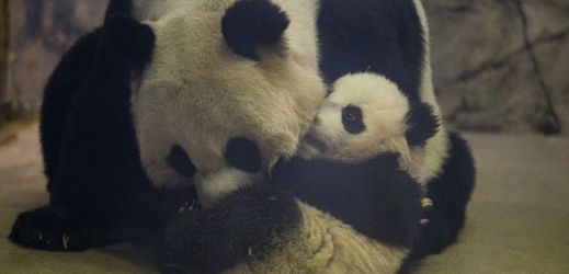 Zkušená pandí máma Mei Xiang s mládětem Bao Bao.