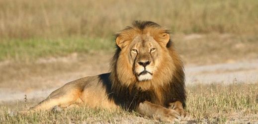 Lev Cecil, který byl na začátku července zastřelen v zimbabwské přírodní rezervaci.
