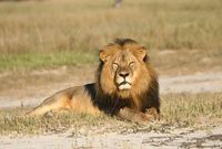 Lev Cecil, který byl na začátku července zastřelen v zimbabwské přírodní rezervaci.