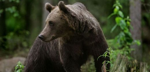 Medvěda zaznamenala fotopast v lesích na Vsetínsku (ilustrační foto).