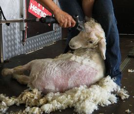 Těšit se můžete i na stříhání ovcí.