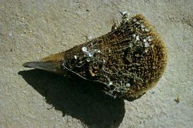 Kyjovky šupinaté jsou ve Středozemním moři chráněný druh.