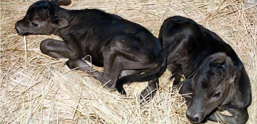 Evropský parlament zakázal klonování zemědělských zvířat.