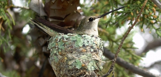 Hnízdící kolibřík černobradý.