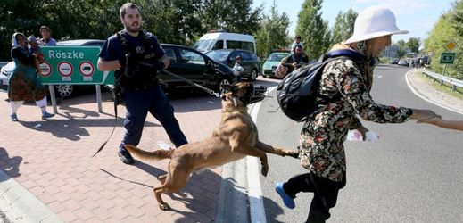 Policejní pes a uprchlík (ilustrační foto).