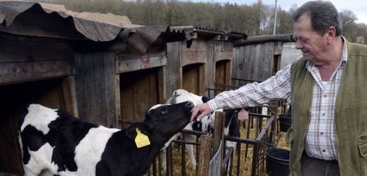 Nízká výkupní cena mléka se dotkla všech farmářů v EU (ilustrační foto).