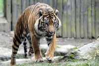 Neopatrného ošetřovatele šelem napadl vzácný tygr sumaterský.