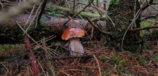 Houbaři mohou najít v lese řadu hřibovitých hub.