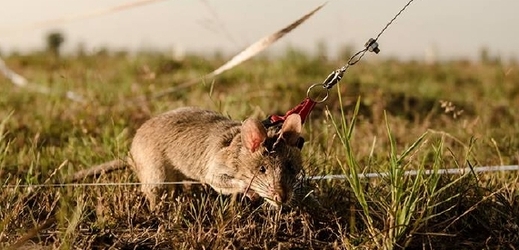 Mosambik pomohly učinit bezpečnější i krysy.