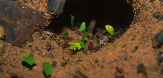 Mravenci Atta nesou do hnízda krmení pro svou houbu.