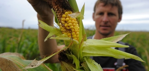 Jednou z nejčastěji pěstovaných geneticky modifikovaných plodin je kukuřice.