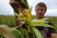 Jednou z nejčastěji pěstovaných geneticky modifikovaných plodin je kukuřice.