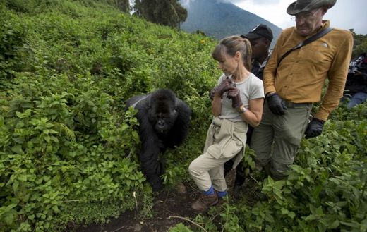 Cesta za rodinkou goril pojmenovanou Amahoro tvrá až dvě hodiny, ale zajisté stojí za to.