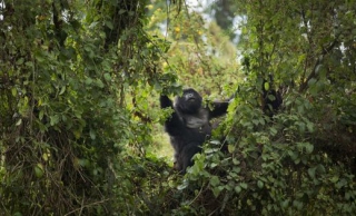 Goril horských začíná psotupně přibývat, v současnosti jich v Rwandě, Kongu a Ugandě až 900.