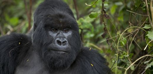 Loni gorily v rwandském národním parku navštívilo až dvacet tisíc lidí.