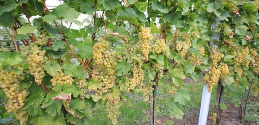 Vinaři při letošní vysoké úrodě hroznů se sběrem příliš nespěchají a čekají na zvýšení cukernatosti.