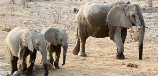 Slon africký je největší suchozemský savec, jde však o kriticky ohrožený druh.